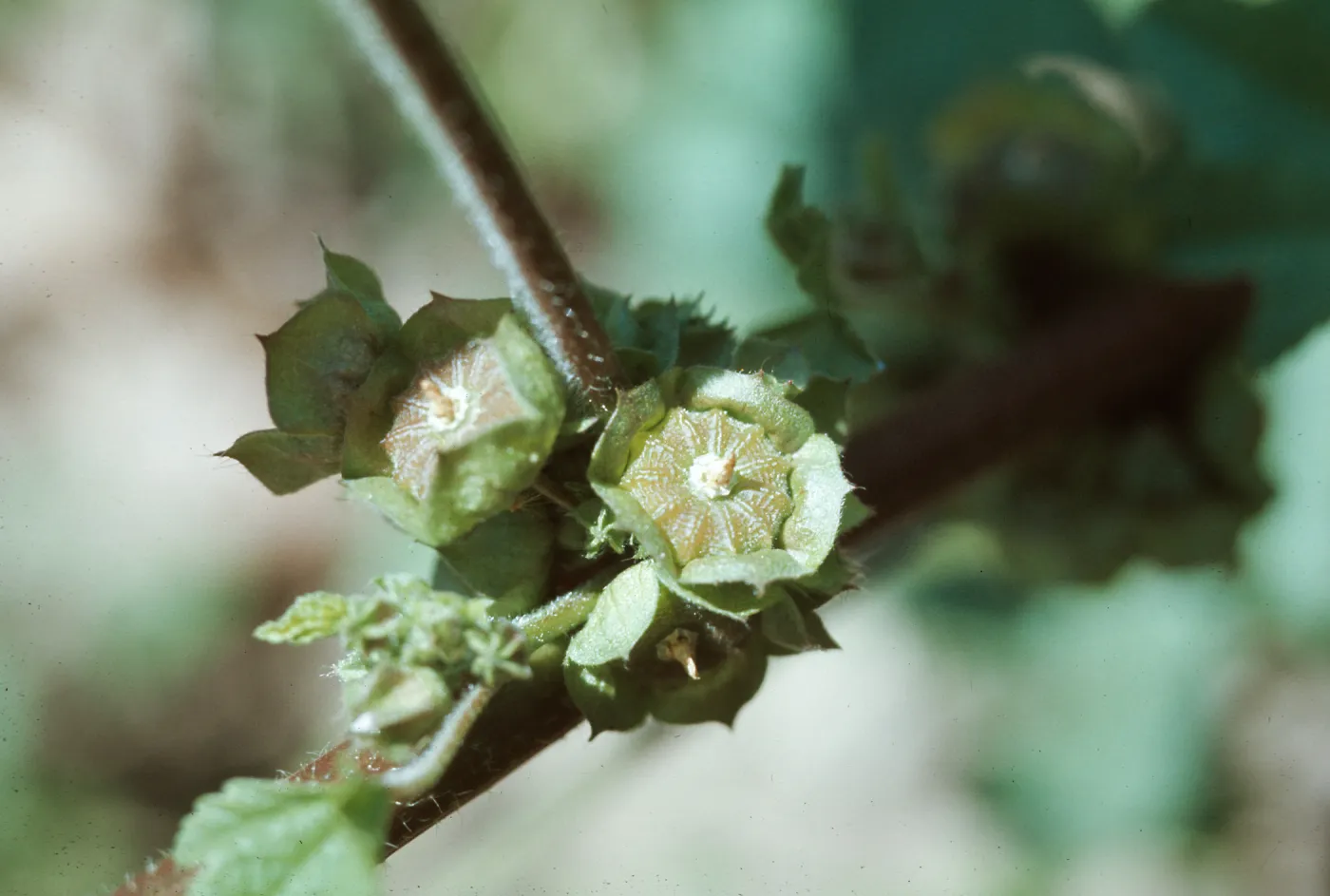 Malva (Mallow) fruit