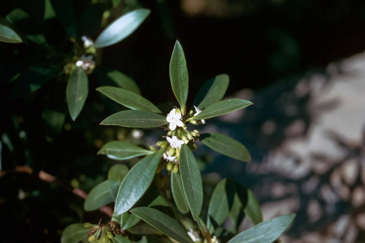 Myoporum
