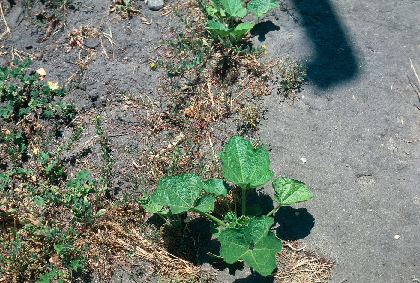 Hollyhock