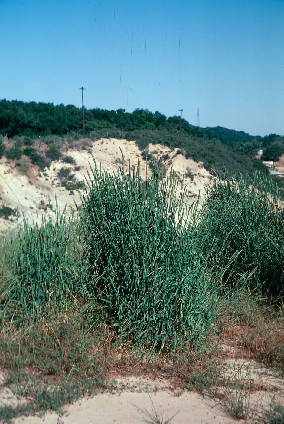 Harding Grass