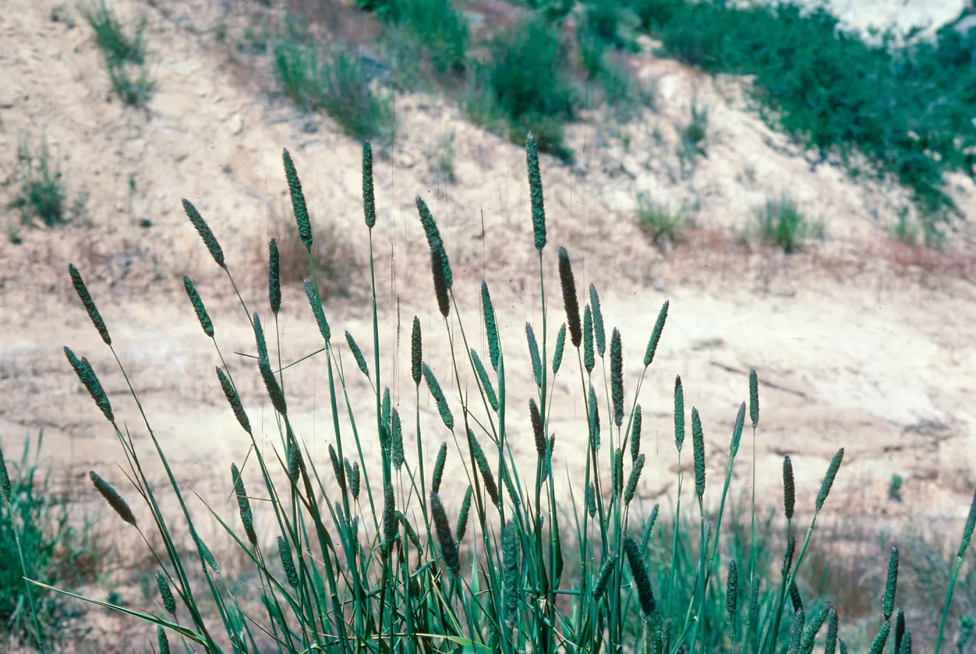 Harding Grass flowers
