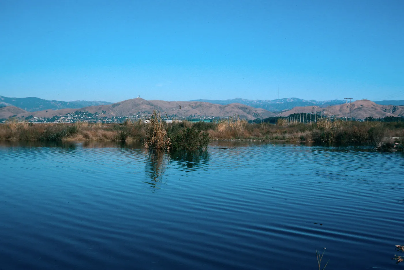 Arundo donax, Santa Clara River
