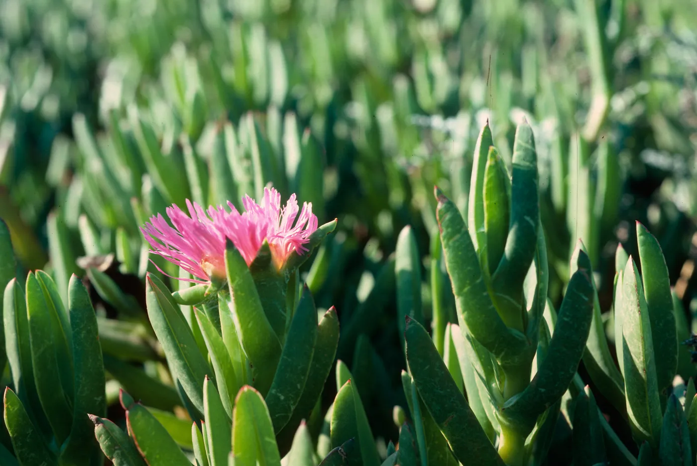 Ice Plant, El Capitan