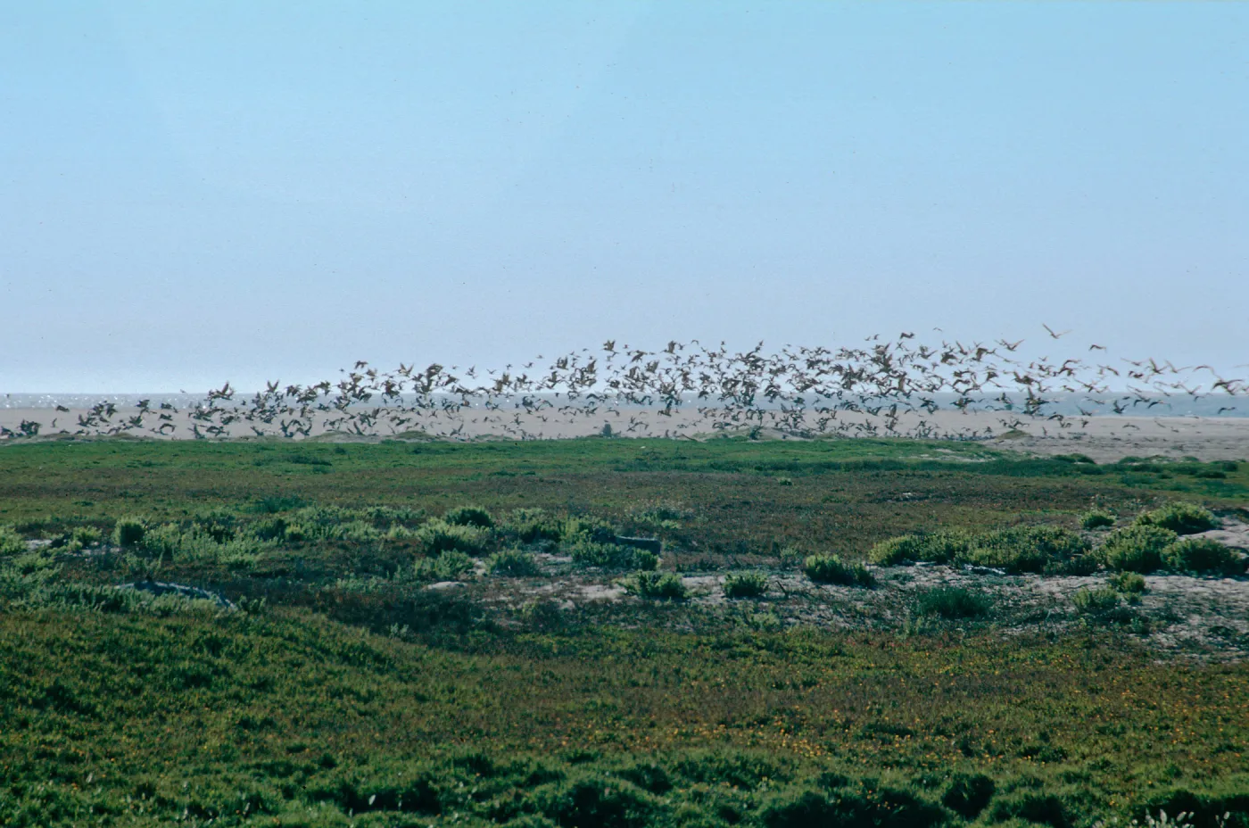 mouth, Santa Maria River
