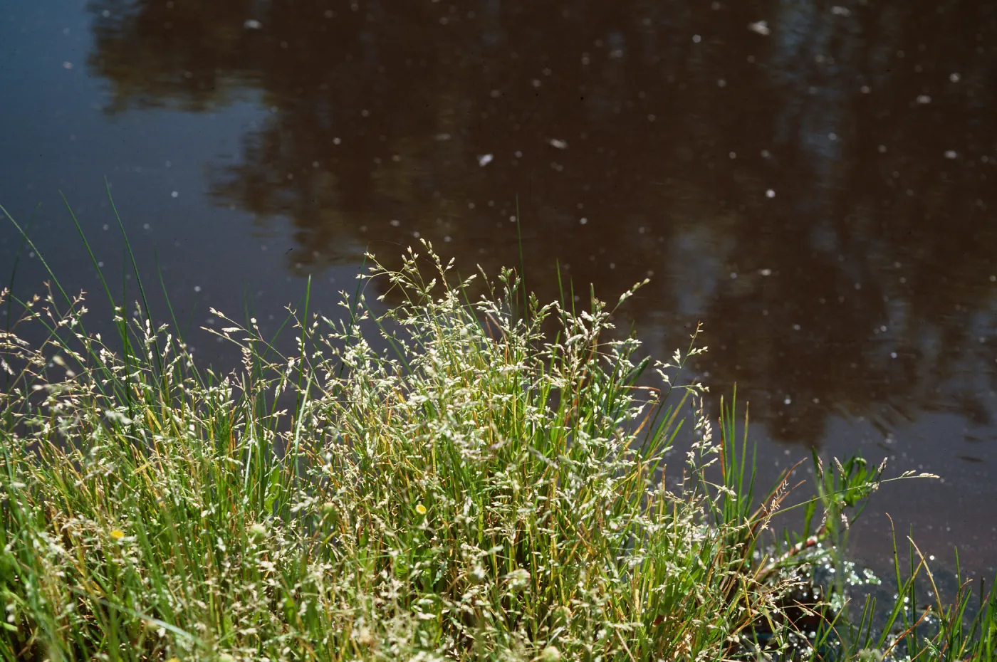 Poaceae, Las Alamos