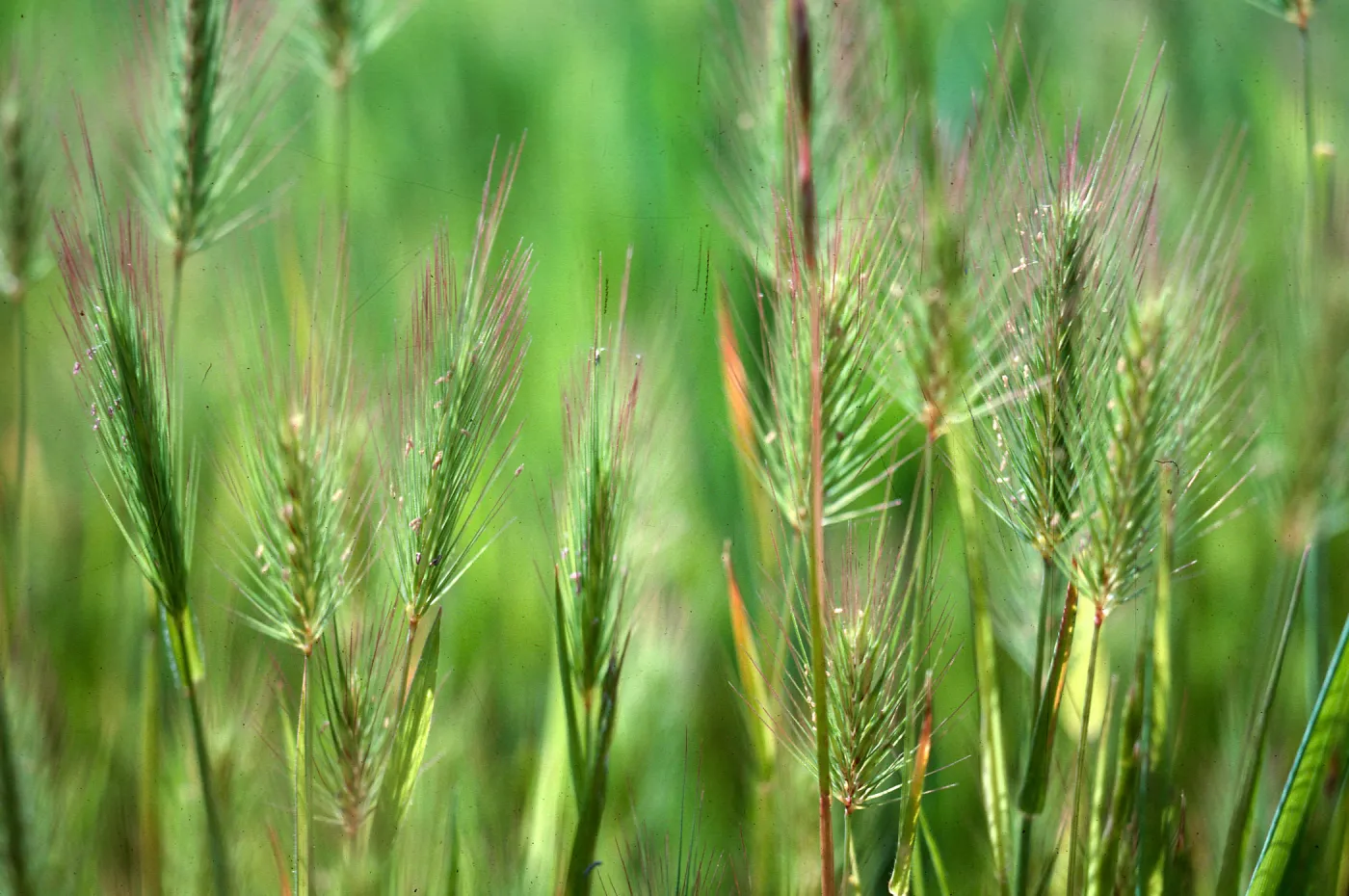 Hordeum pussilum, Los Alamos