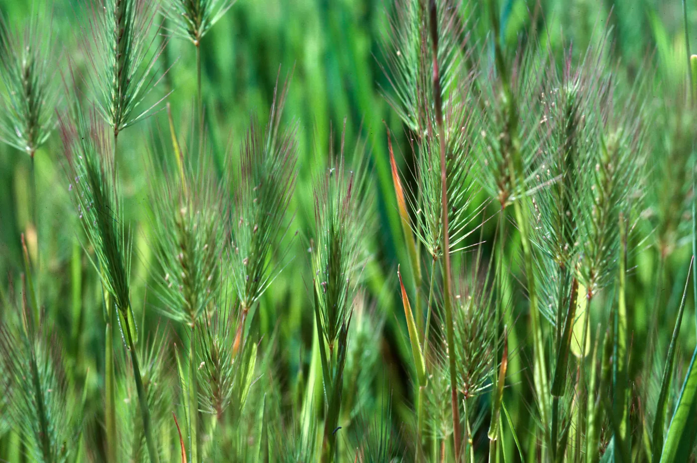 Hordeum gussoneanum, Los Alamos
