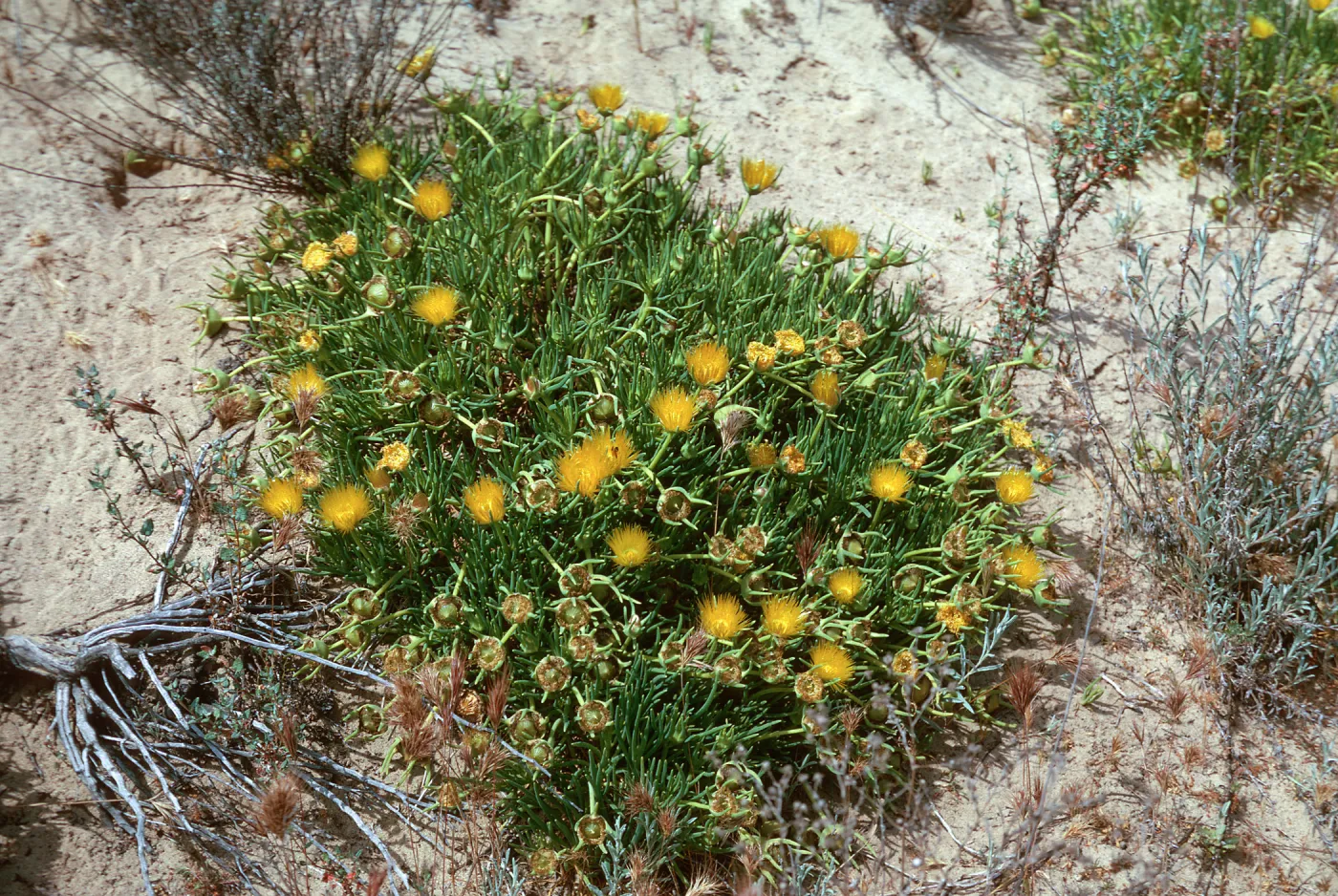 Conicosia elongata, Dune Lakes