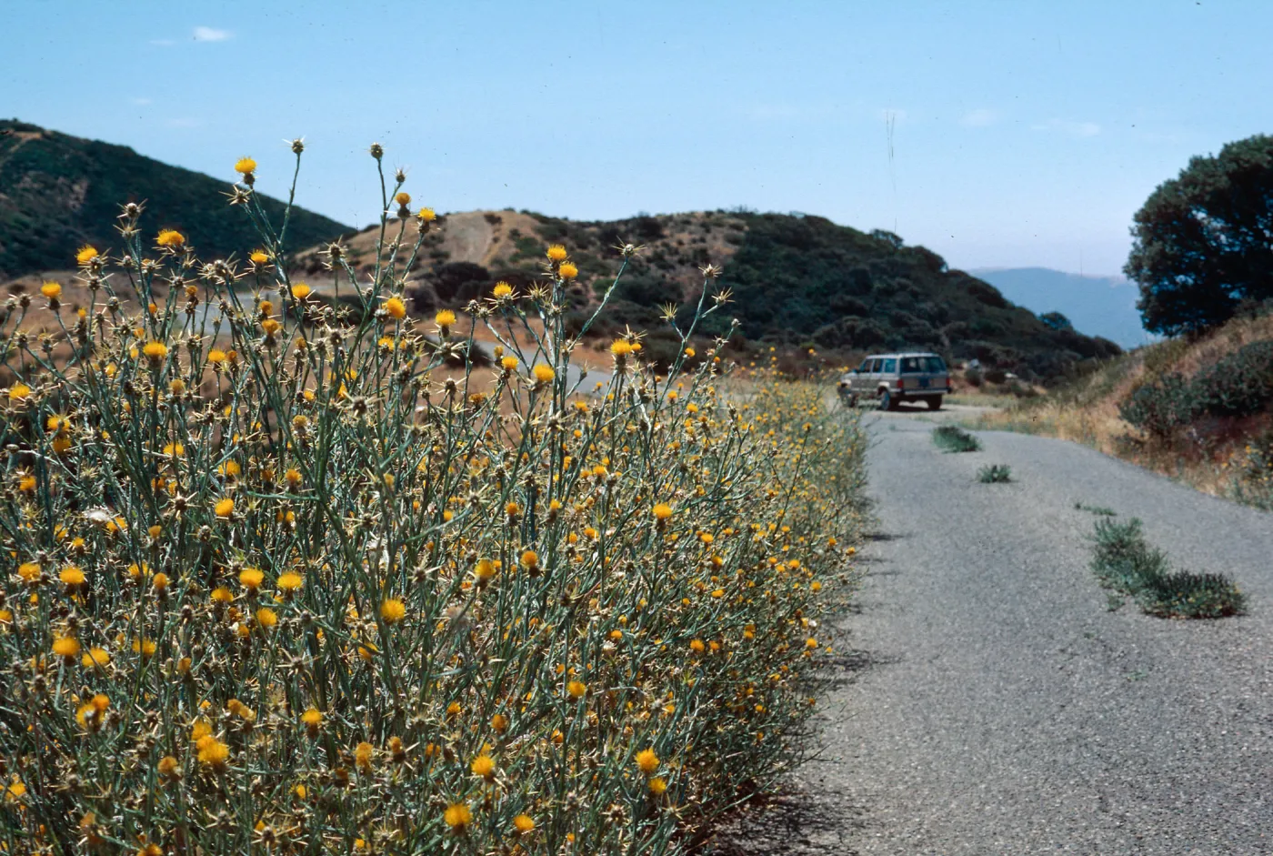 Yellow Starthistle, Highway 33, above Rose Valley turnoff