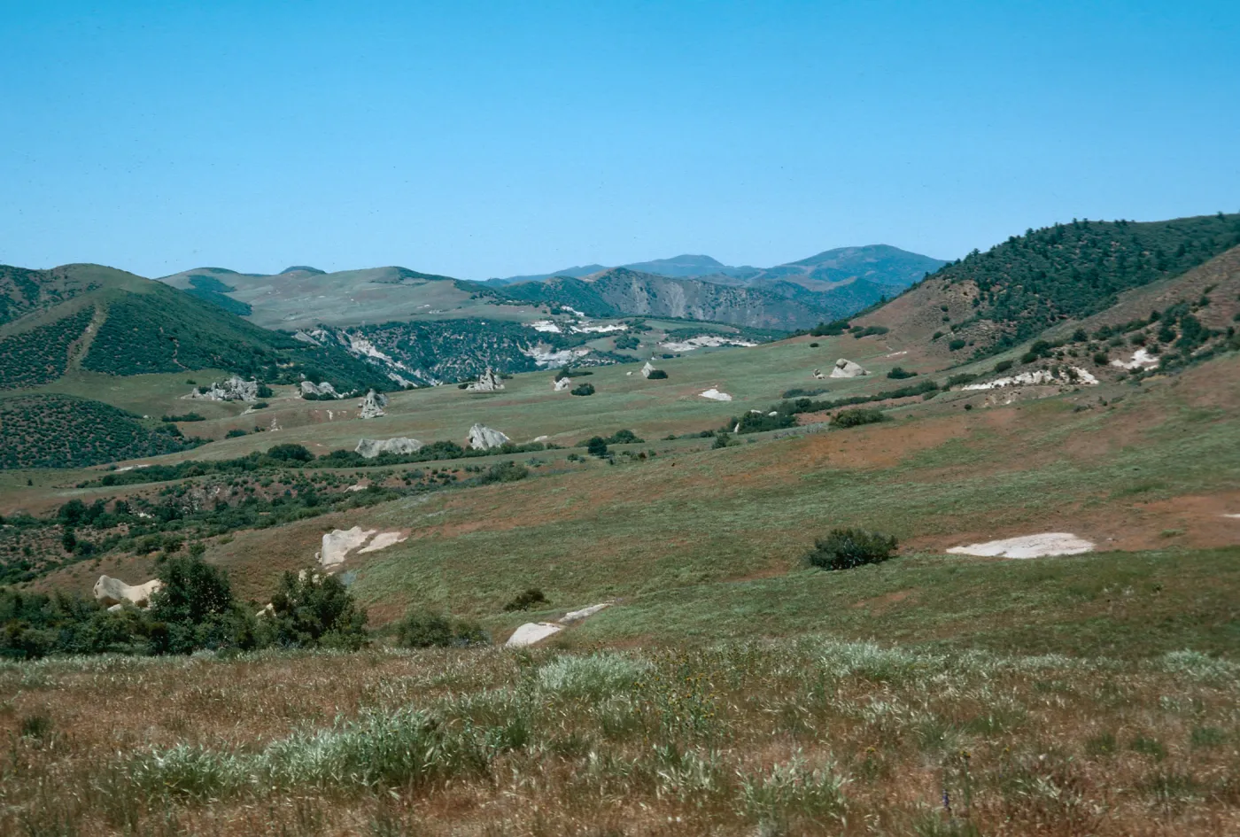 Pine Corral, Potrero, Montgomery Potrero