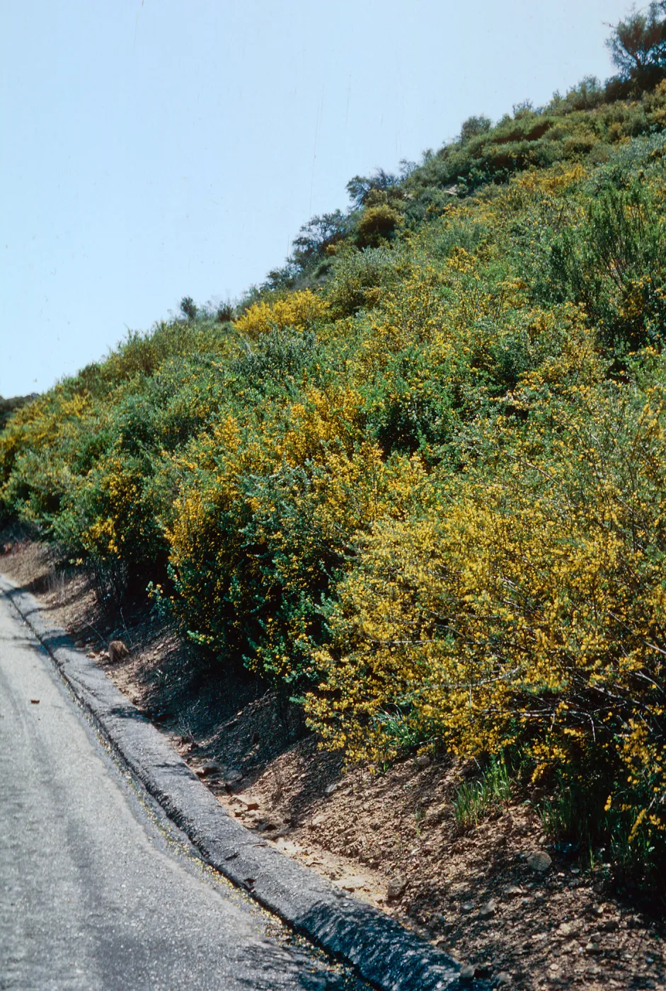 French Broom, San Marcos Pass