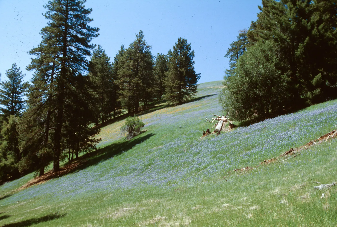 Figueroa Mountain