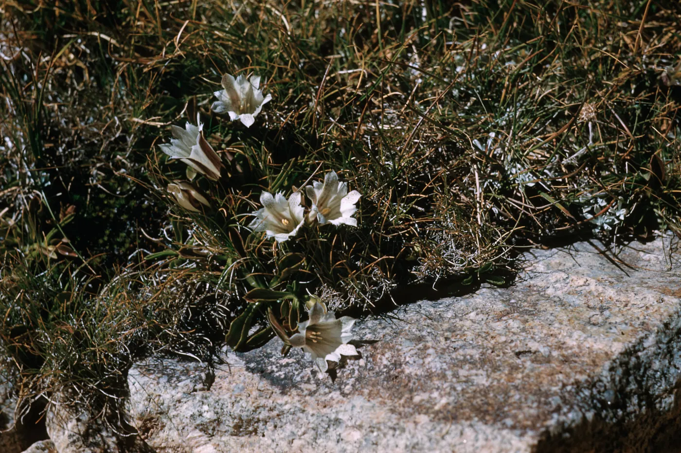Gentiana, side of Lake Muriel, above Piute Pass