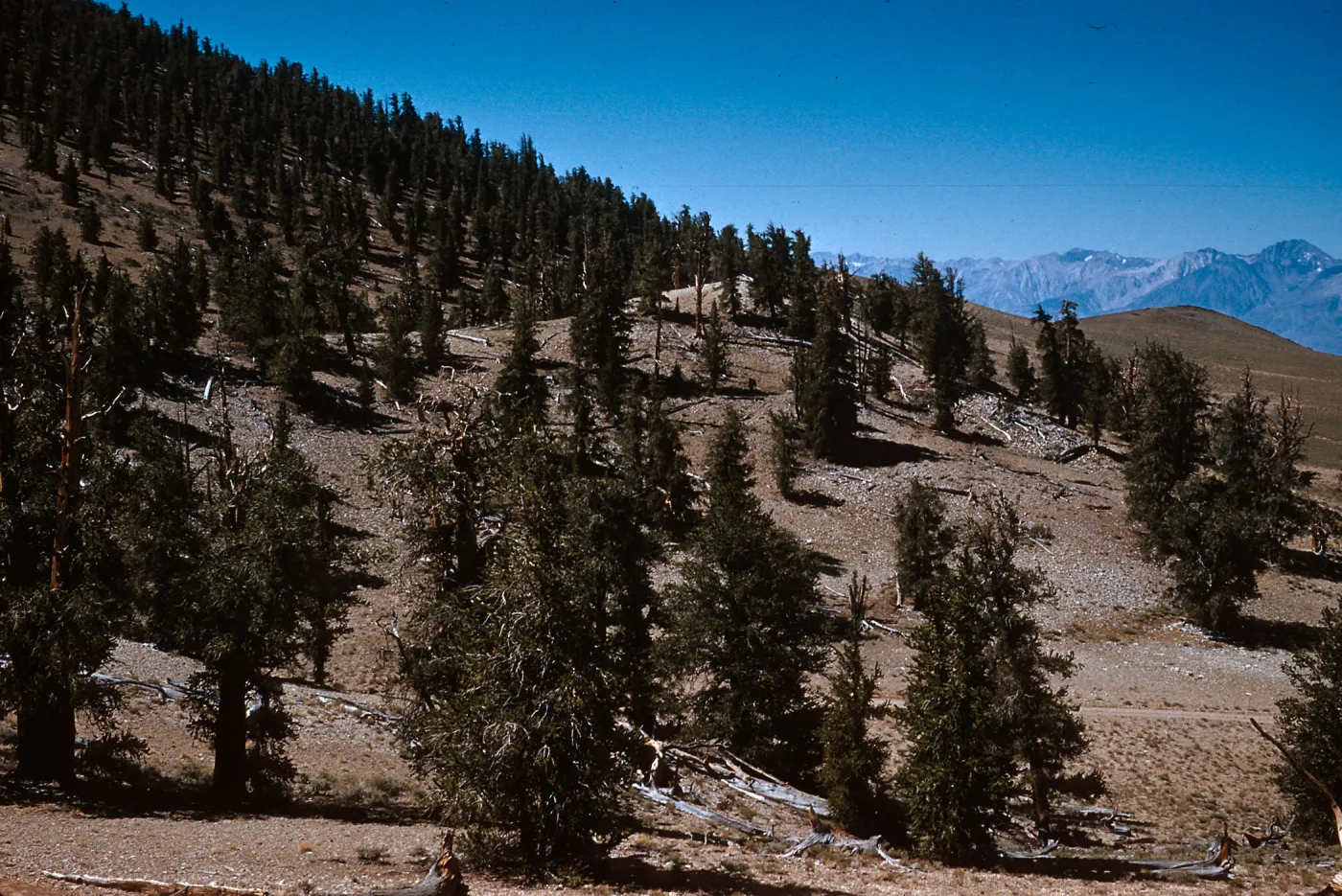 Pinus flexilis, White Mountains