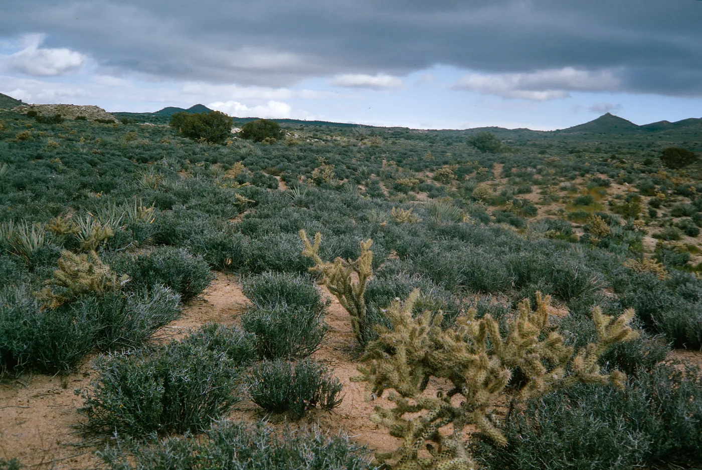 Coleogyne ramosissima & Opuntia (Prickly-pear), Providence Mountains, North of Hole in the Wall @5000 feet