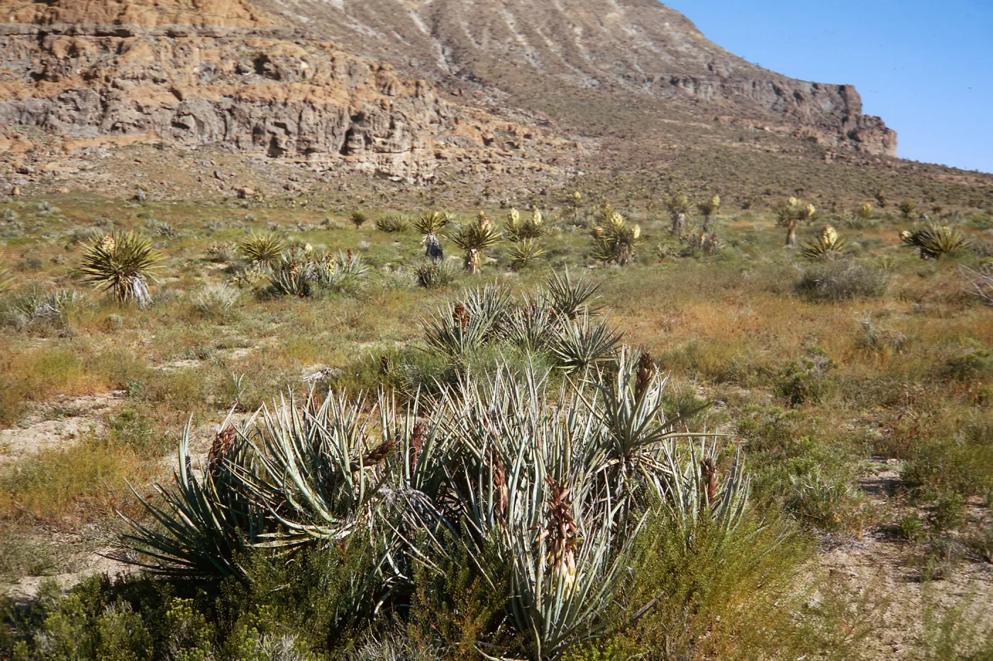 Yucca baccata & Yucca schidigera at Hole in the Wall, Providence Mountains