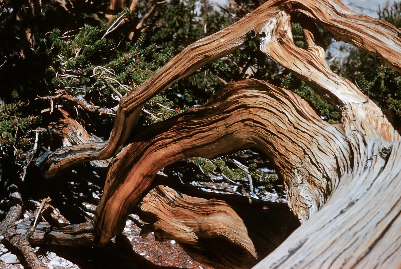 Pinus aristata, Patriarch Grove, White Mountains