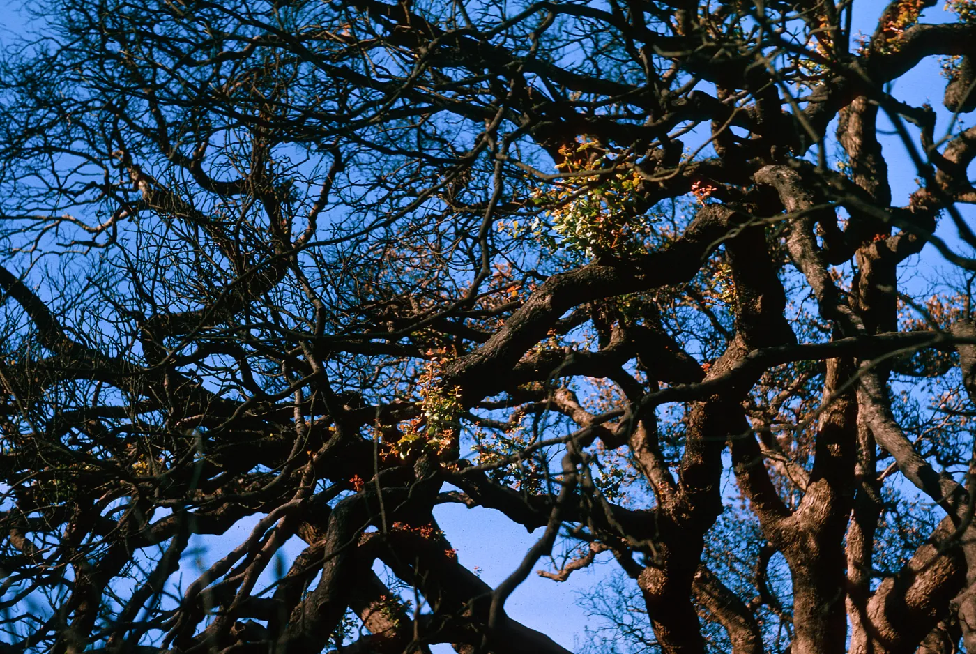 Quercus agrifolia (Coastal Live Oak) at picnic area - sprouts on branches 3 months later, SBBG