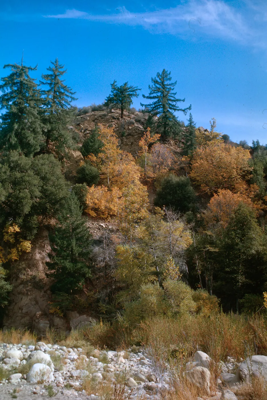 Pseudotsuga menziesii, Acer macrophyllum, Lower Sespe