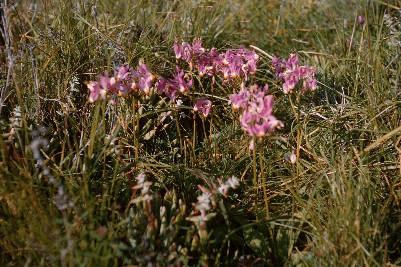Anacapa Island