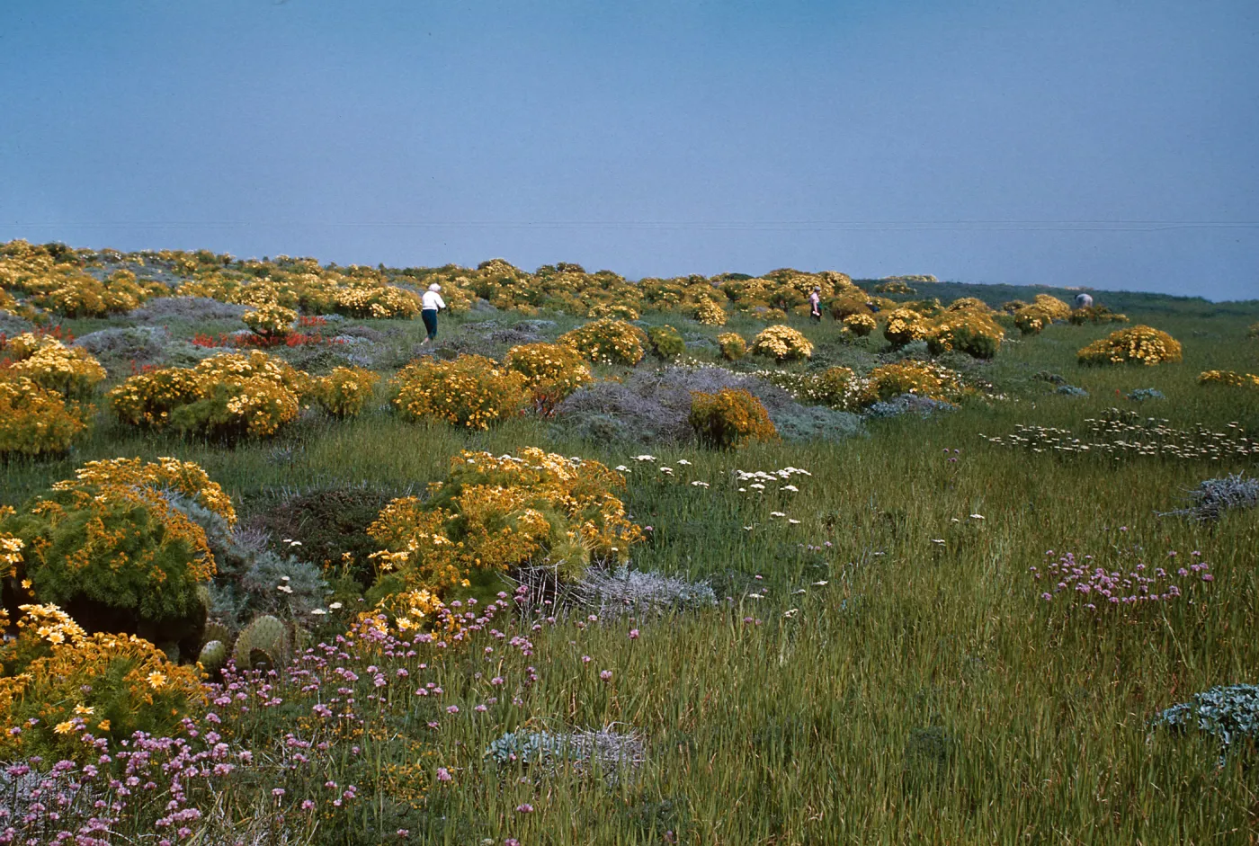 Anacapa Island
