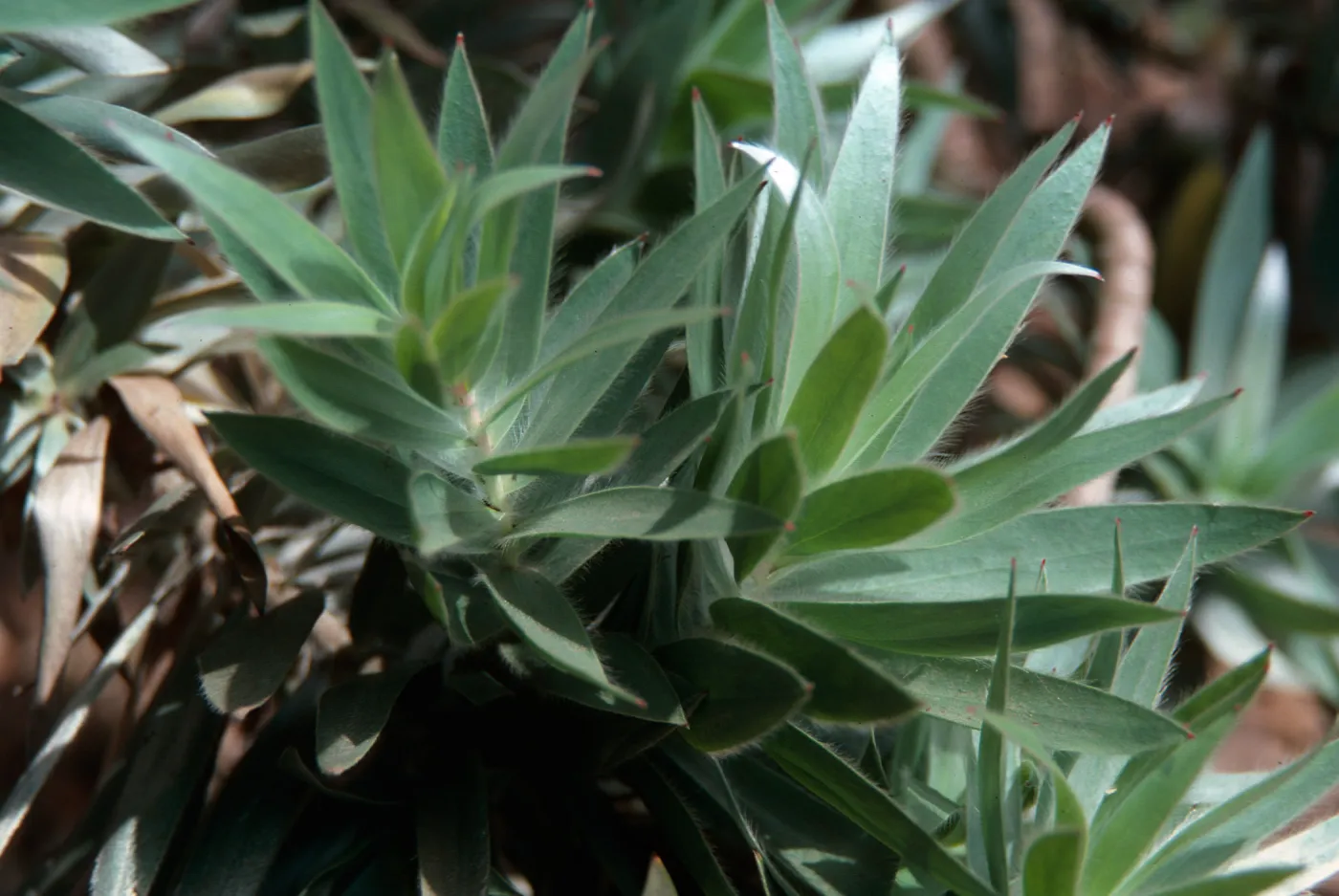 Silver Tree, Dickinson - Hope Ranch, 