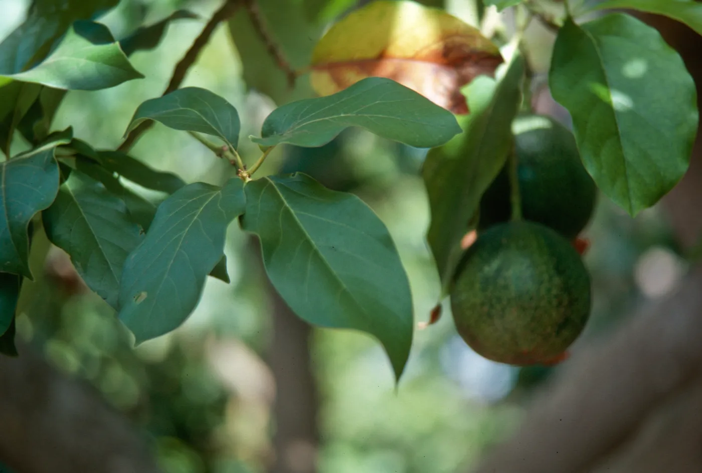 avocado, Casa Palmilla, Nancarrow's 