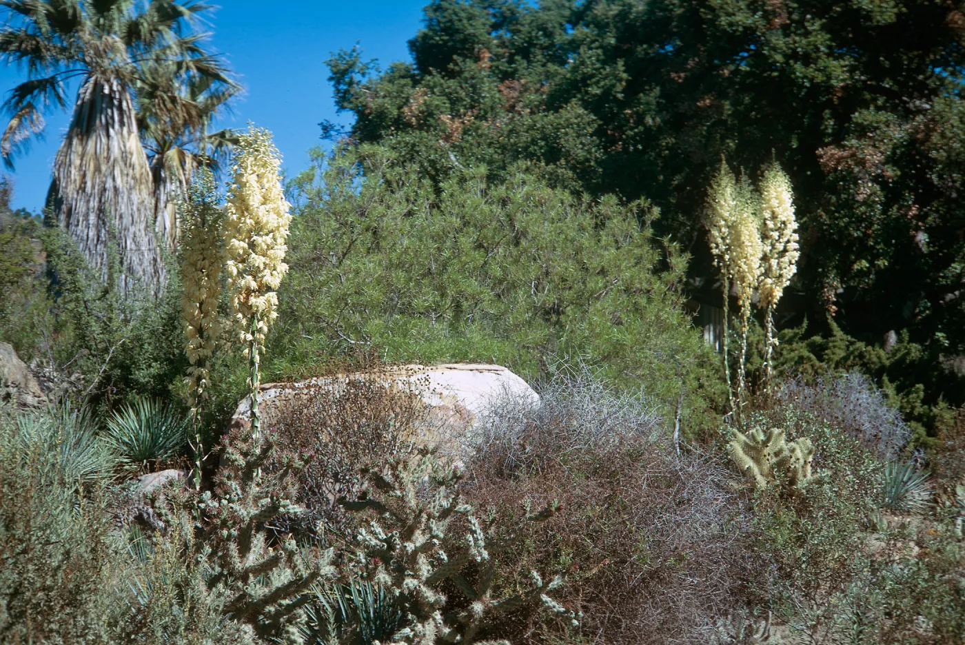 Yucca whipplei in Desert Section, SBBG, 6/1973