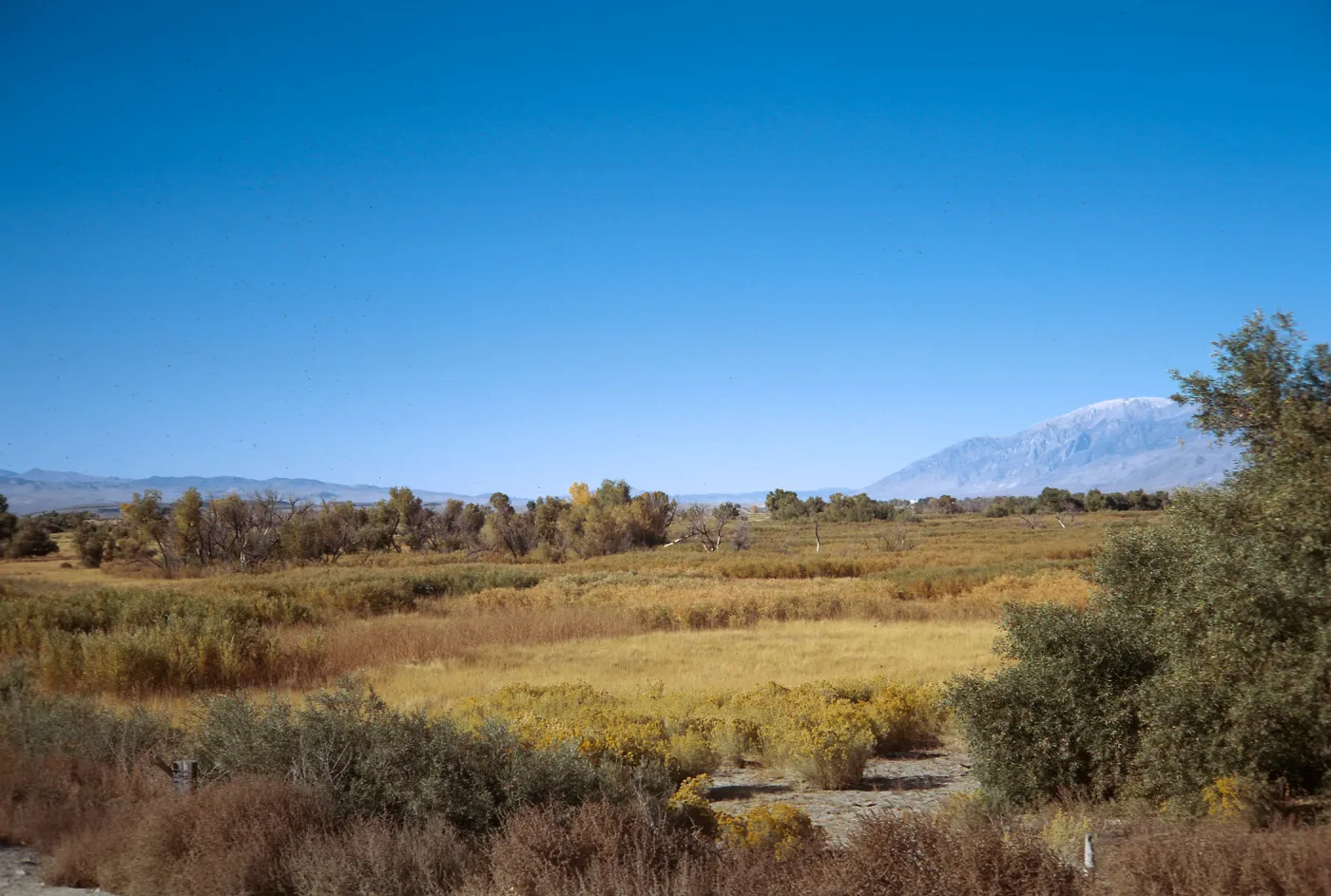 Owens Valley, just East of Bishop, White Mountains in background, October, 1973