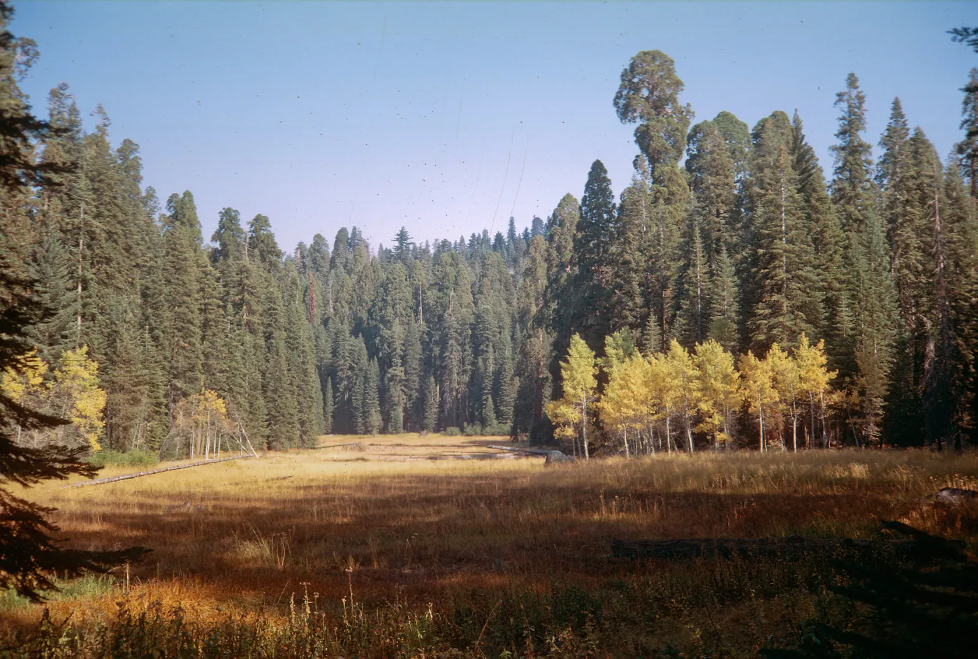 Crescent Meadows, Sequoia, Garden bus trip