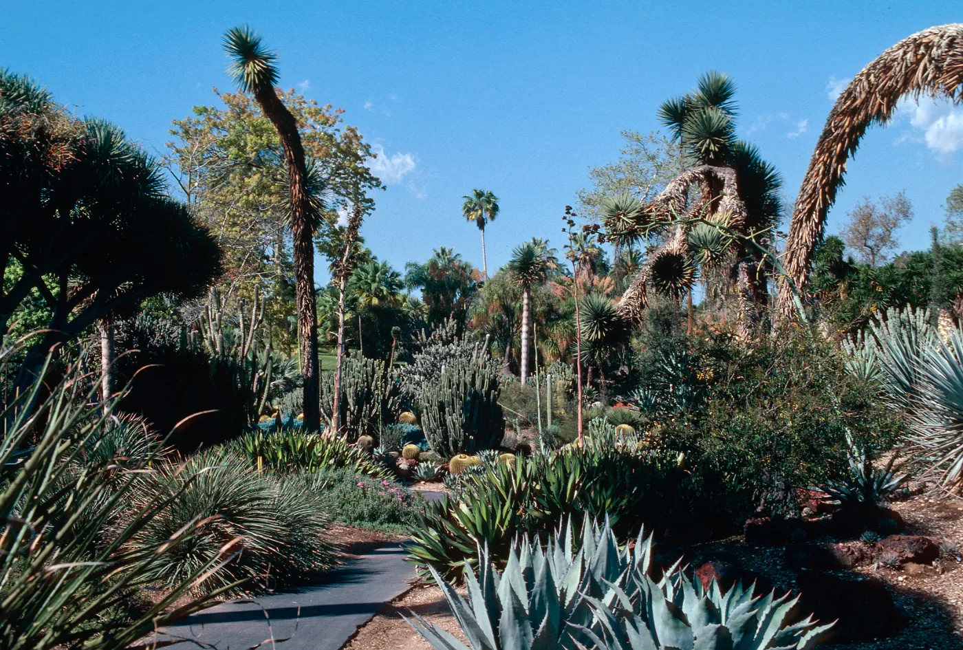 Huntington Garden