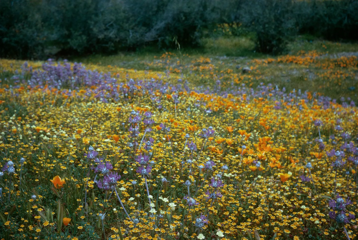 Mixed wildflowers, De la Guerra Springs