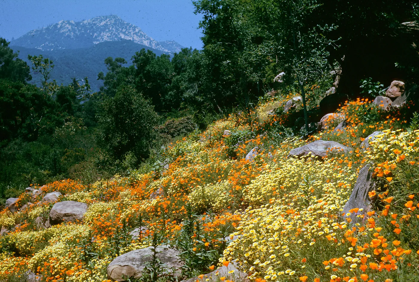 Campbell Trail