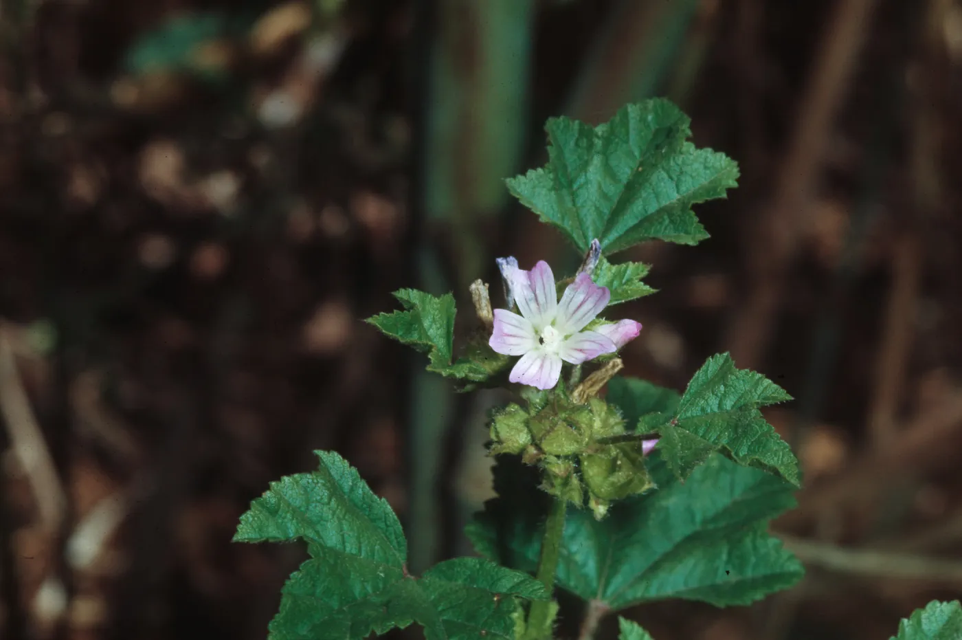 Malva nicaeenis, Pt. Sal, Corrallitos Rd., from Eurasia