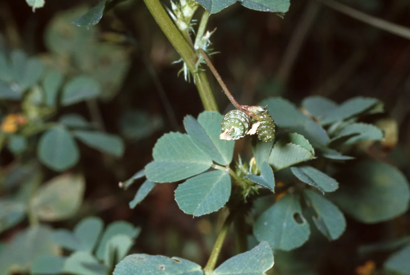 Medicago hispida v. confinis fruit