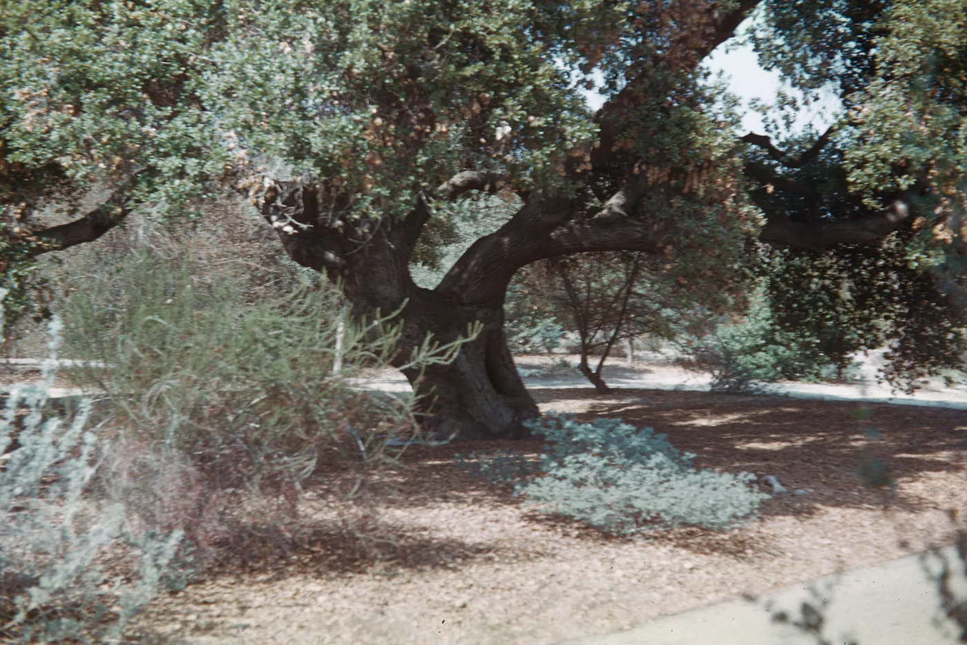 Coastal Live Oak, Rancho Santa Ana