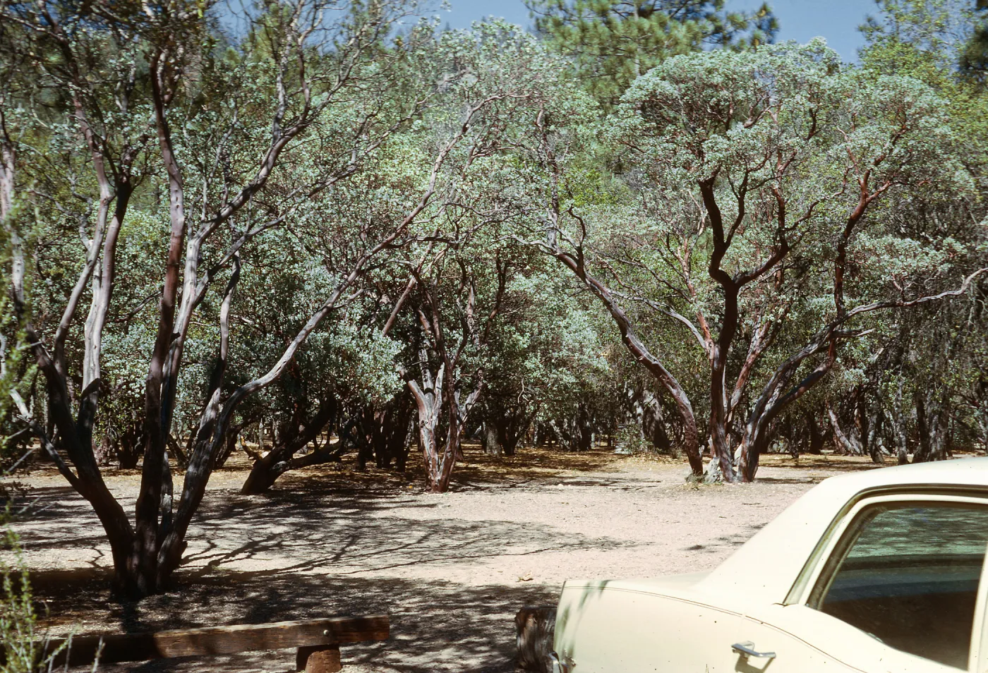 Manzanitas, Figueroa Mt.
