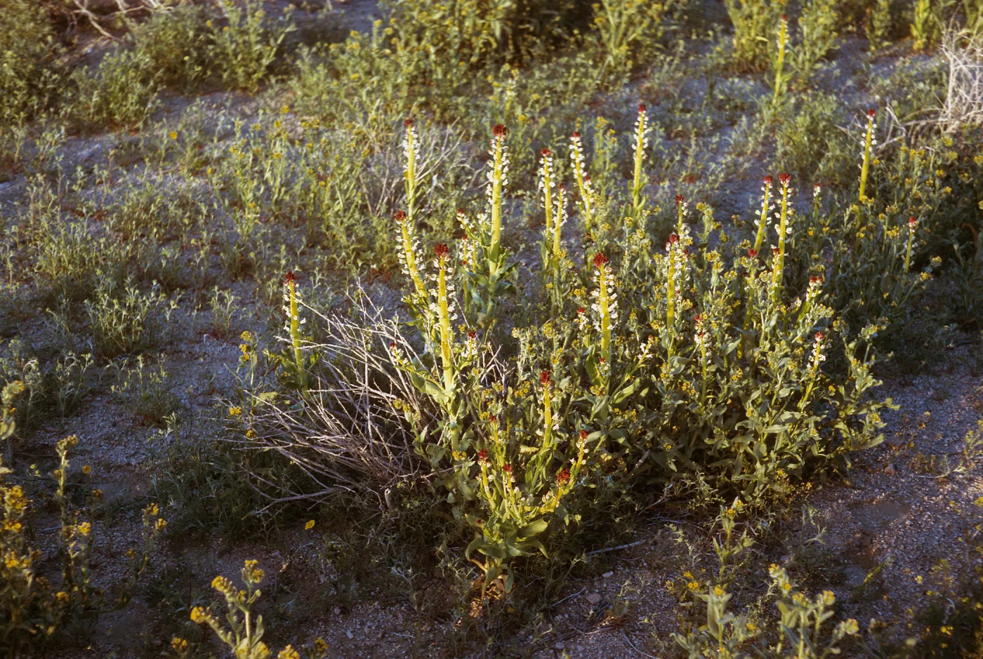 Squaw candles, Mojave Desert