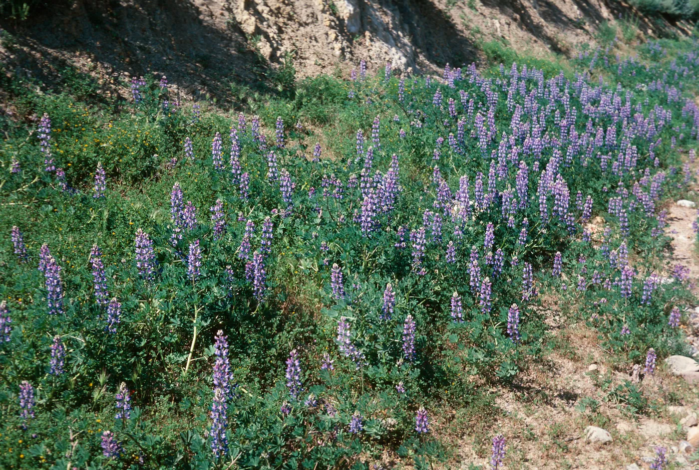 Lupine, Mojave