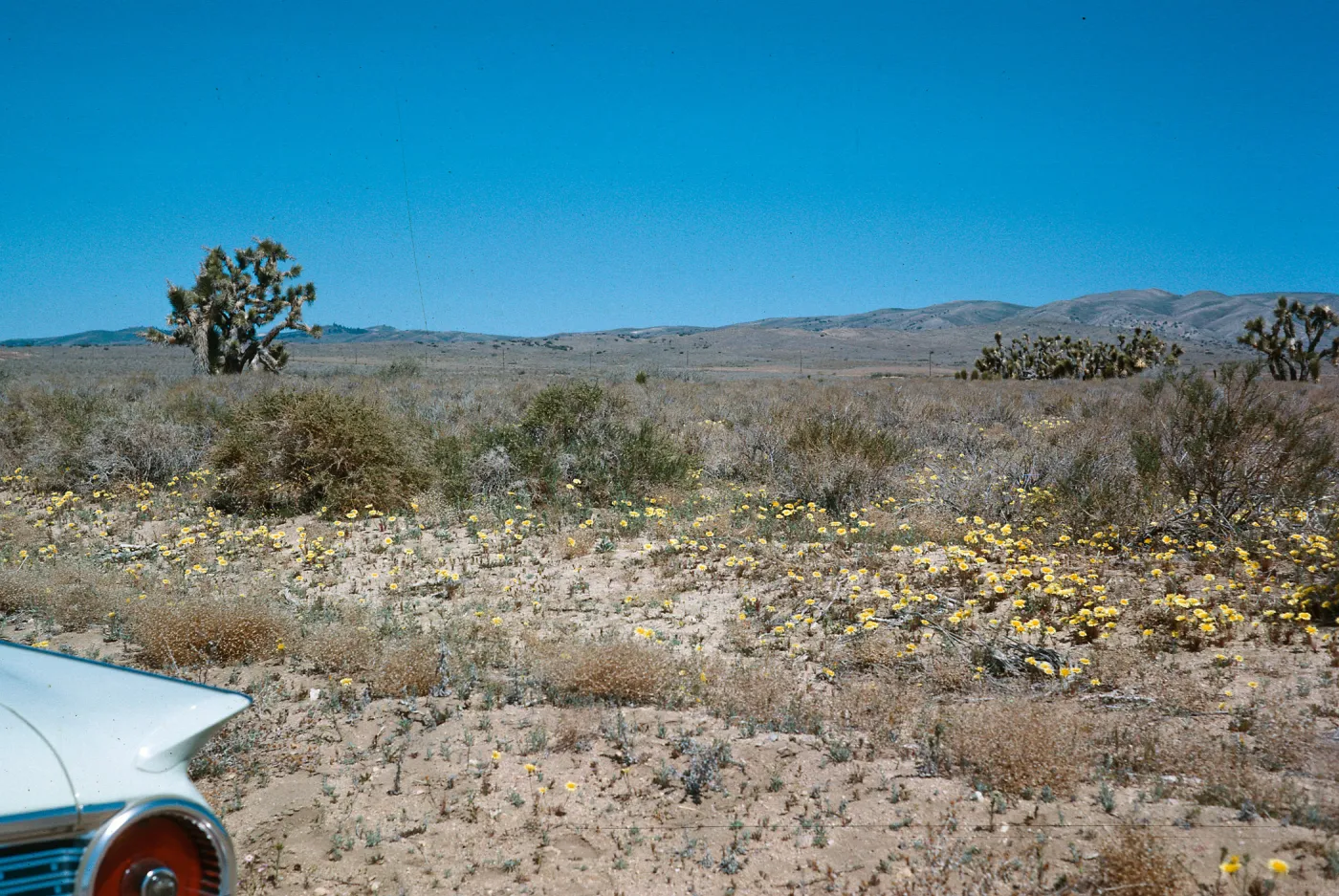 Wildflowers, Borrego