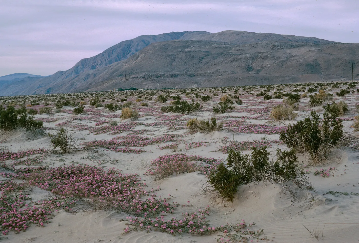 Sand Verbena, Borrego