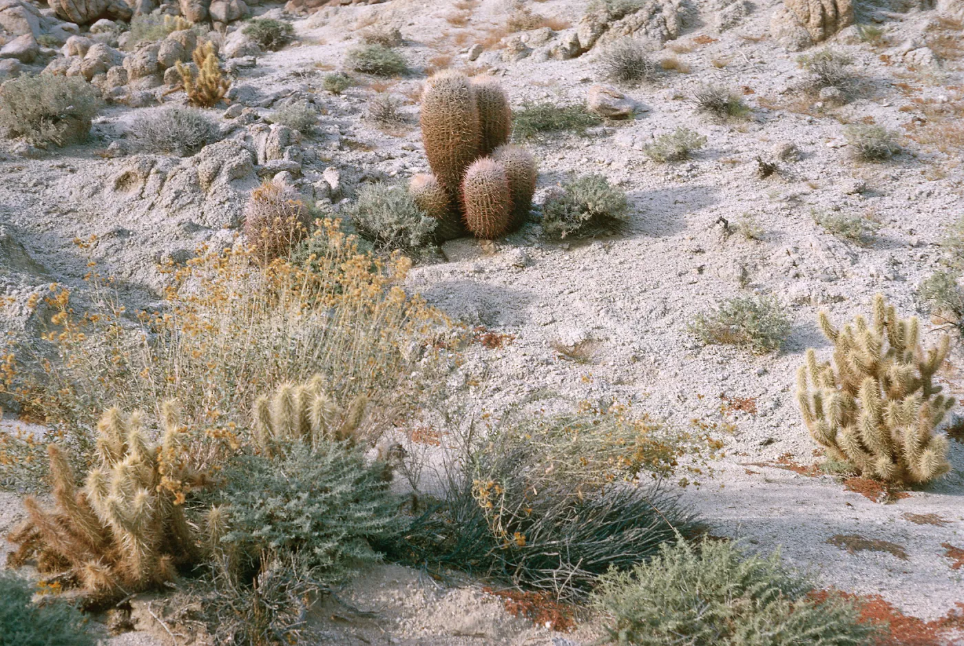 Barrel cactus, Borrego