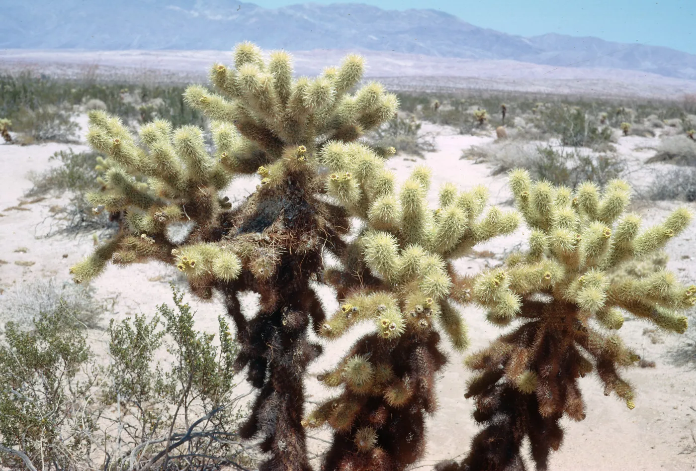 Jumping cholla in bloom, Borrego