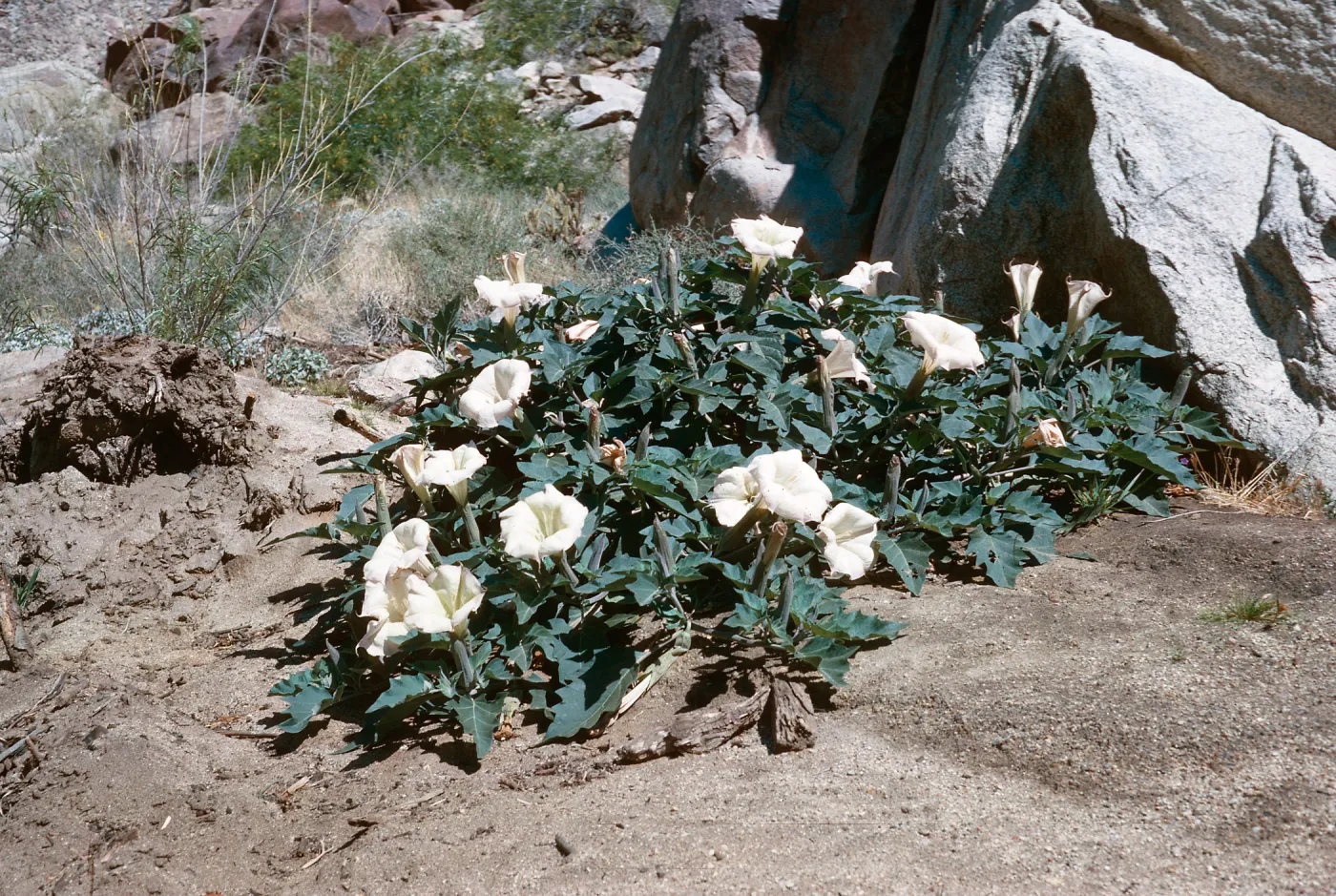 Jimson Weed, Borrego Desert