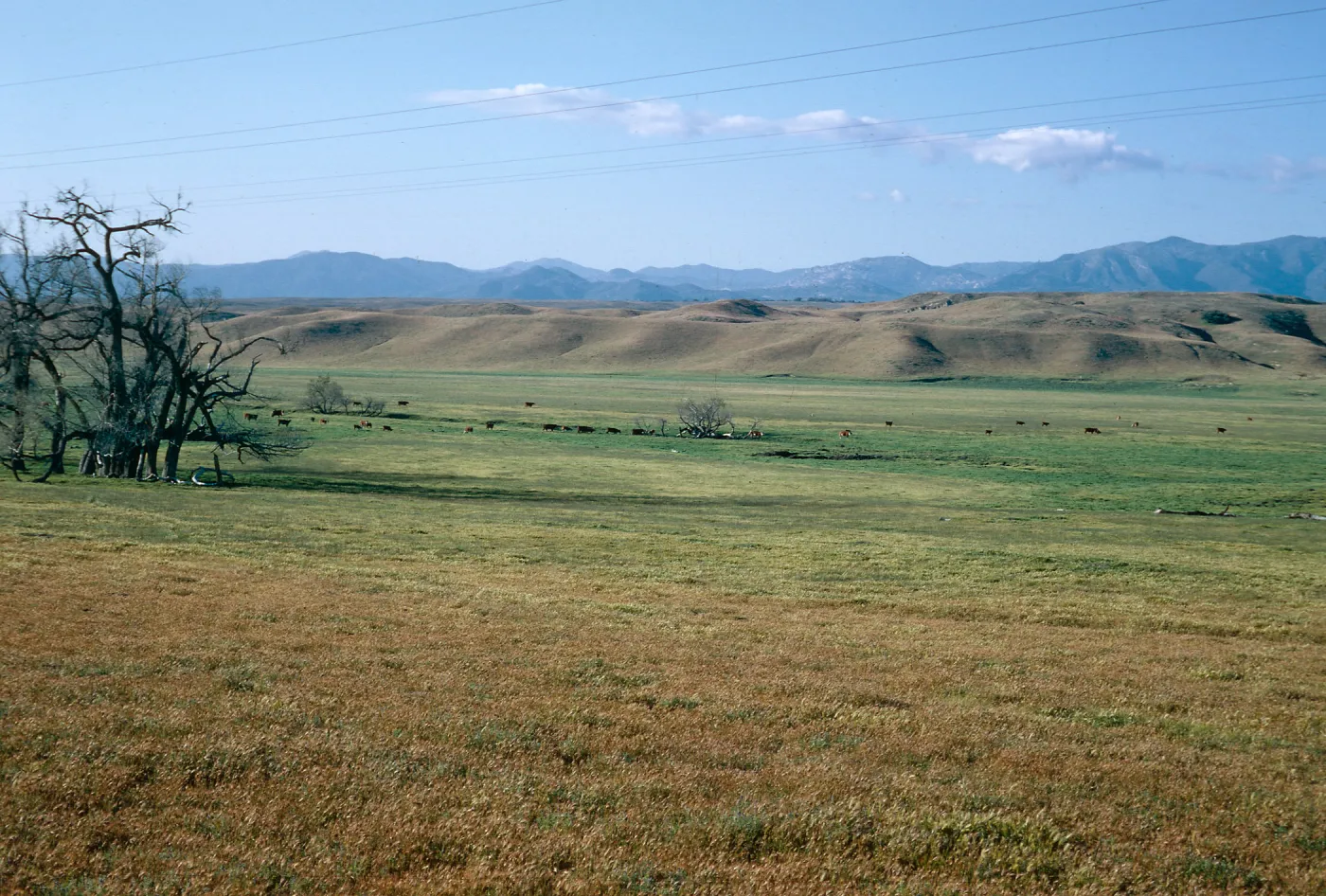 Blooming fields, Borrego