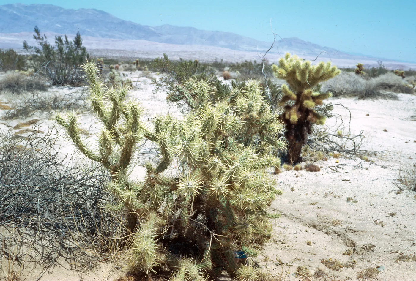 Staghorn & jumping cholla, Borrego Desert