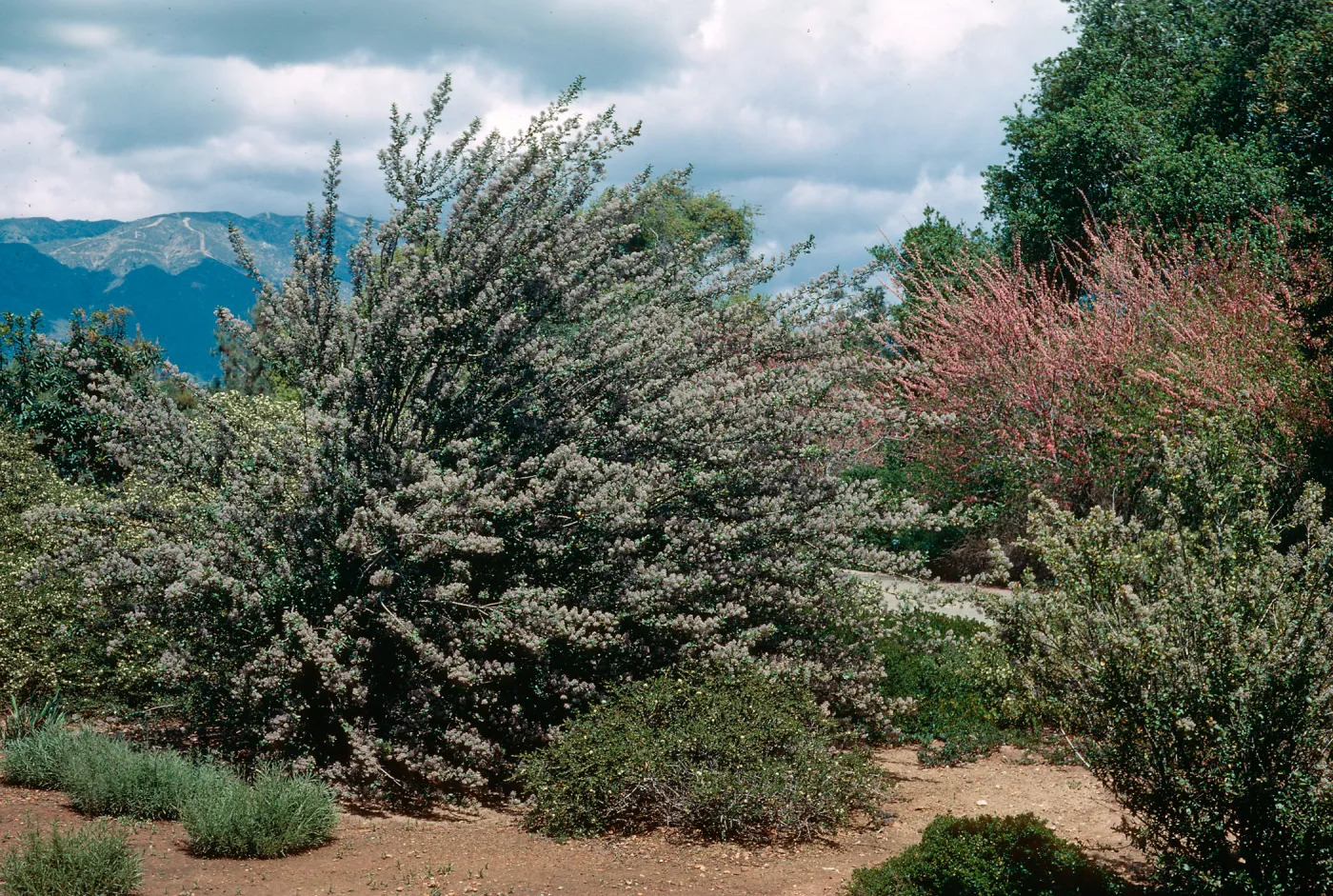 Mountain lilacs (California Lilac), Rancho Santa Fe