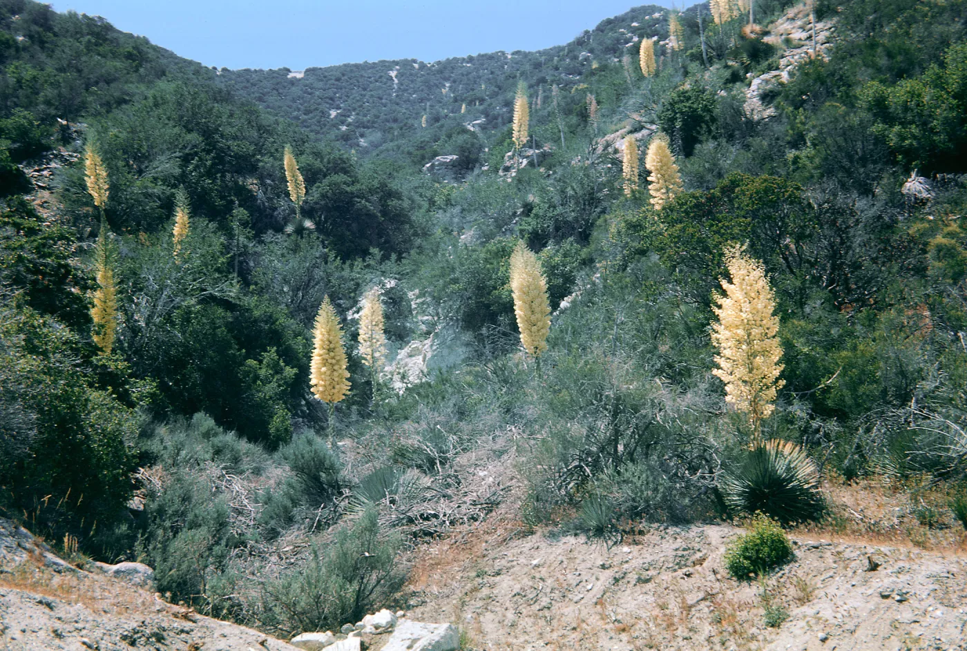 Yuccas, San Gabriel Range