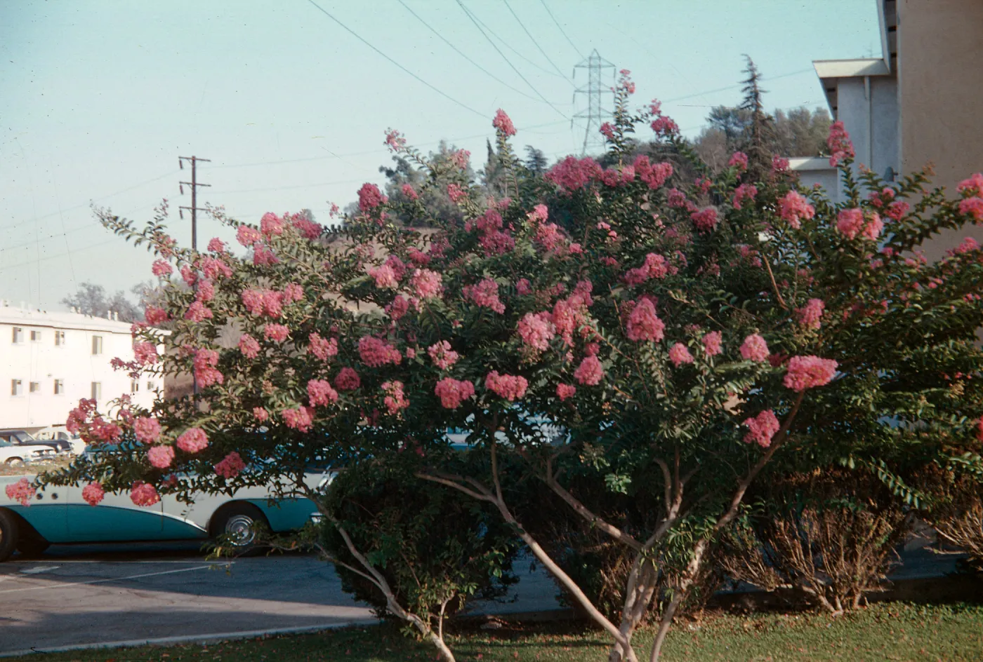 Crepe Myrtle, 3710 Los Feliz