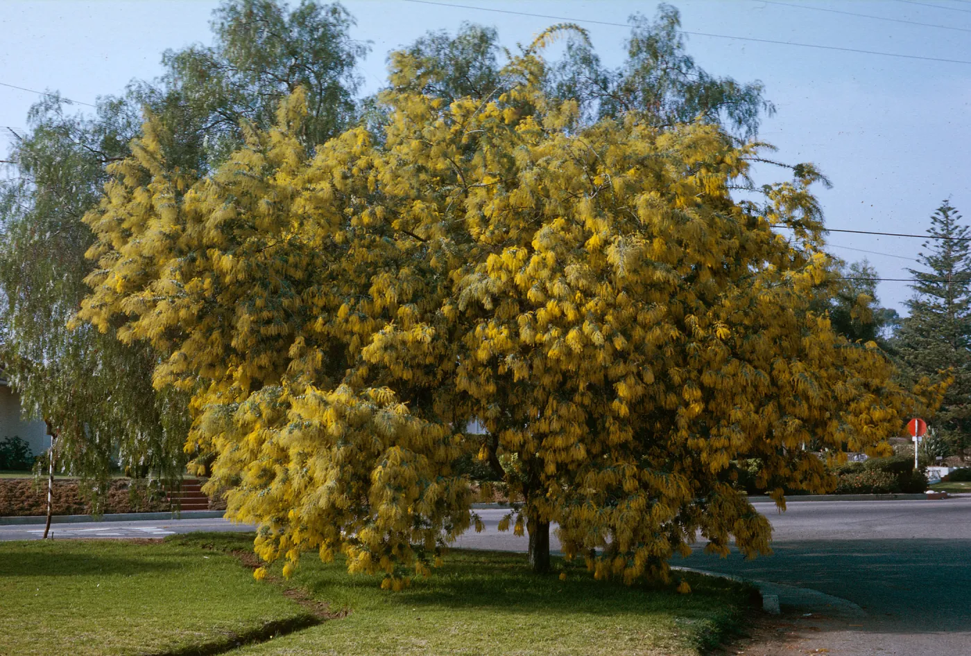 Acacia, Santa Barbara